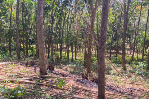 Земельный участок в Паклоке, Таиланд 2812м2 № 140925 - фото 2