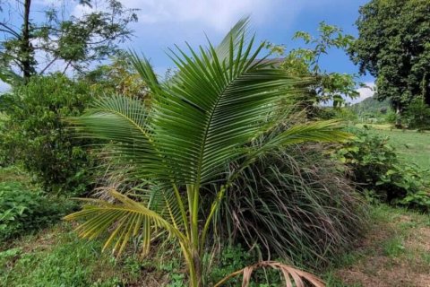 House in Mae On, Thailand 3 bedrooms № 139841 - photo 26