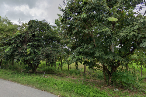 Land in Phayao, Thailand 53584 sq.m. № 171121 - photo 5