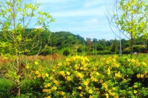 Land in Hua Hin, Thailand 16000 sq.m. № 151937 - photo 2