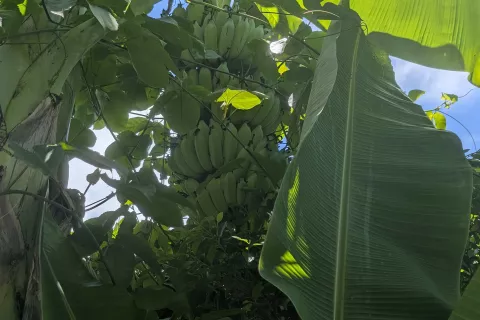 Вилла в Пхангнге, Таиланд с 2 спальнями  № 141480 - фото 8