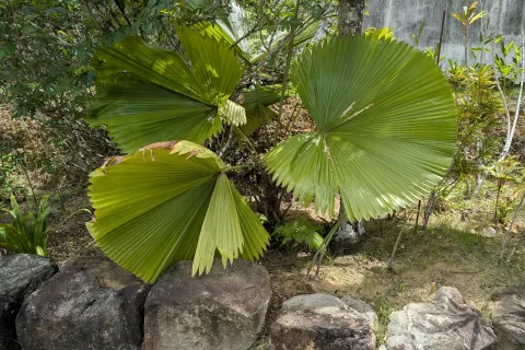 Вилла в Пхангнге, Таиланд с 2 спальнями  № 141480 - фото 14