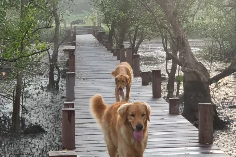 Land in Ao Luek, Thailand 9600 sq.m. № 139217 - photo 4