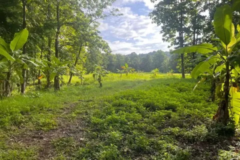 Terrain à Chiang Mai, Thaïlande № 162752 - photo 6