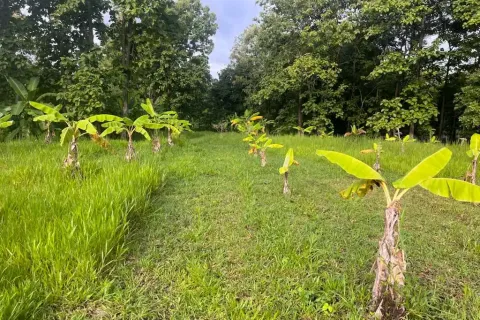 Terrain à Chiang Mai, Thaïlande № 162752 - photo 4