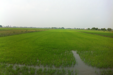 Земельный участок в Кхлонг Луанге, Таиланд 96000м2  № 173266