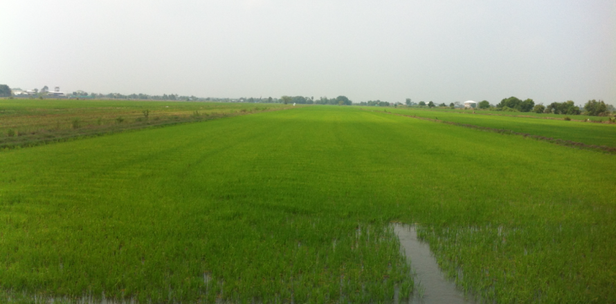 Земельный участок в Кхлонг Луанге, Таиланд 96000м2  № 173266