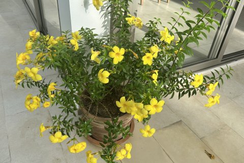 Вилла в Ханг Донге, Таиланд с 3 спальнями  № 154290 - фото 29