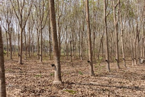 Земельный участок в Клаенге, Таиланд 12800м2  № 141082 - фото 6