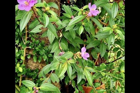 Hotel in Ko Samui, Thailand № 154734 - photo 21