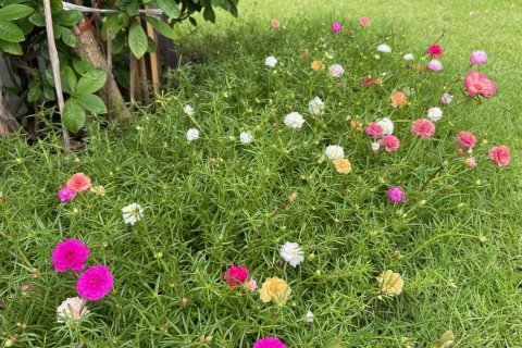 Maison à Samut Prakan, Thaïlande 3 chambres № 149138 - photo 10