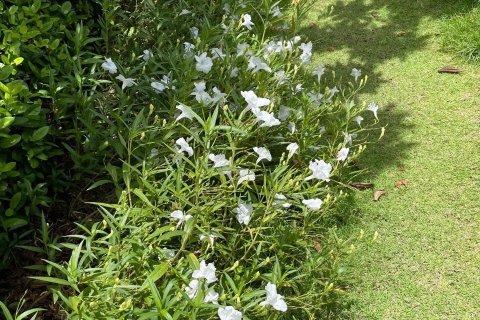 Maison à Samut Prakan, Thaïlande 3 chambres № 149138 - photo 9