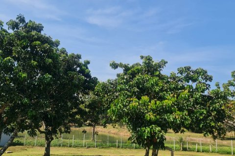 Land in Chiang Rai, Thailand 1600 sq.m. № 171661 - photo 9