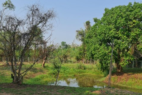 Land in Chiang Rai, Thailand 1600 sq.m. № 171661 - photo 12
