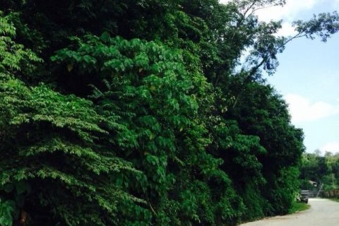 Land in Kathu, Thailand 29198.8 sq.m. № 148902 - photo 7