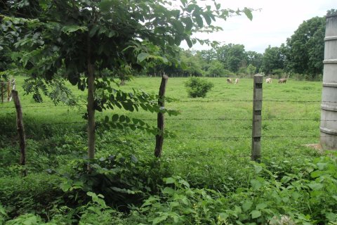 Land in Tak, Thailand 8000 sq.m. № 171799 - photo 8