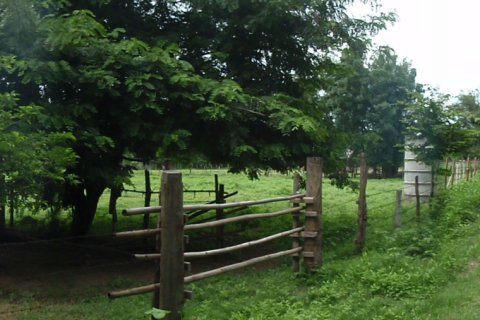 Land in Tak, Thailand 8000 sq.m. № 171799 - photo 9