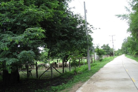 Land in Tak, Thailand 8000 sq.m. № 171799 - photo 5