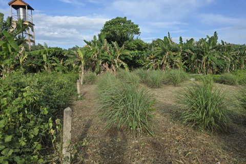 Land in Phuket, Thailand 1864 sq.m. № 147502 - photo 3