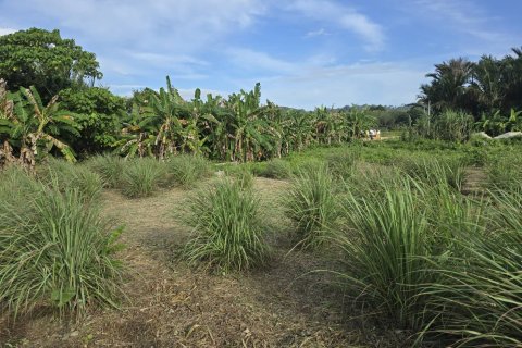 Land in Phuket, Thailand 1864 sq.m. № 147502 - photo 8