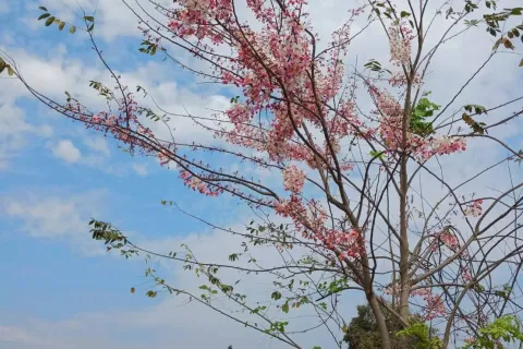 Terrain à Sikhio, Thaïlande 1200 m2 № 148862 - photo 8