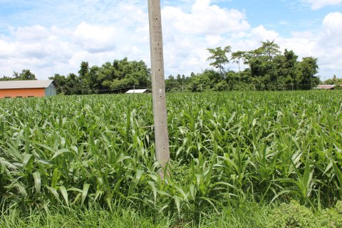 Terrain à Sa Kaeo, Thaïlande 67200 m2 № 148863 - photo 7
