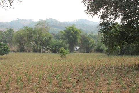 Terrain à Chiang Rai, Thaïlande 14000 m2 № 148916 - photo 8