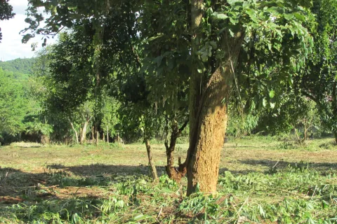 Terrain à Chiang Rai, Thaïlande 14000 m2 № 148916 - photo 3
