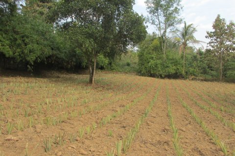 Terrain à Chiang Rai, Thaïlande 14000 m2 № 148916 - photo 6