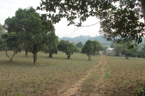 Terrain à Chiang Rai, Thaïlande 14000 m2 № 148916 - photo 5