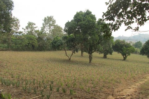 Terrain à Chiang Rai, Thaïlande 14000 m2 № 148916 - photo 4