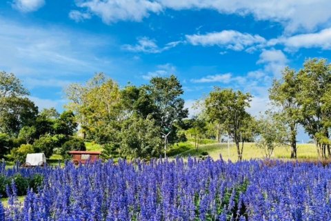 Land in Saraburi, Thailand 1416 sq.m. № 145049 - photo 1