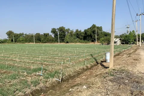 Land in Tha Muang, Thailand 41600 sq.m. № 159554 - photo 4