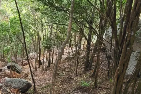 Land in Ko Tao, Thailand 68800 sq.m. № 170954 - photo 7