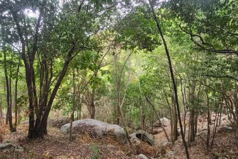 Land in Ko Tao, Thailand 68800 sq.m. № 170954 - photo 1