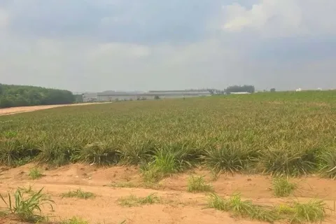 Земельный участок в Районге, Таиланд 46400м2  № 153574 - фото 7