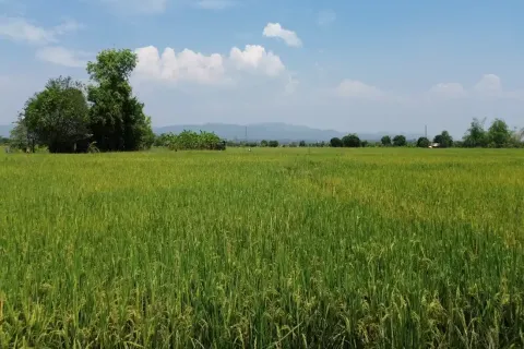 Land in Chiang Mai, Thailand № 162787 - photo 12