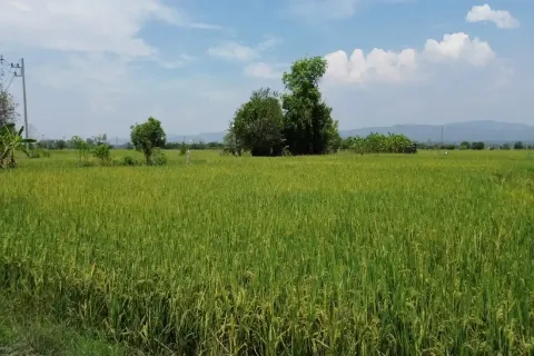Land in Chiang Mai, Thailand № 162787 - photo 13