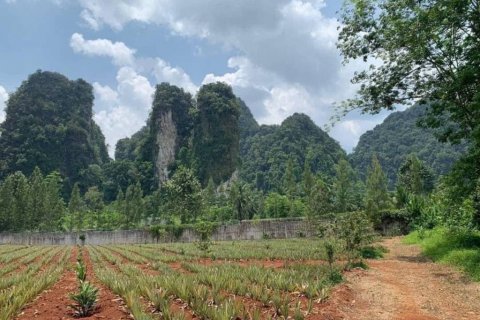 Land in Krabi, Thailand № 134633 - photo 4