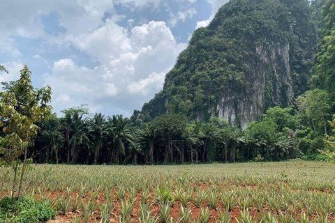 Land in Krabi, Thailand № 134633 - photo 2