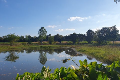 Земельный участок в Кхонкэне, Таиланд 116800м2 № 145412 - фото 5