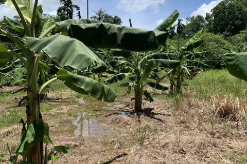 Terrain à Ko Lanta Yai, Thaïlande 22400 m2 № 161611 - photo 11