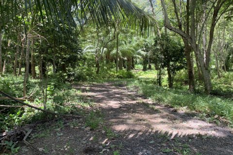 Terrain à Ko Lanta Yai, Thaïlande 22400 m2 № 161611 - photo 15