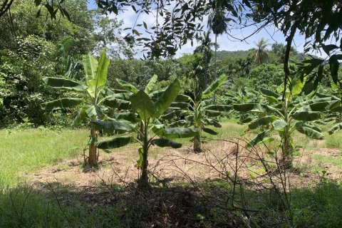 Terrain à Ko Lanta Yai, Thaïlande 22400 m2 № 161611 - photo 10