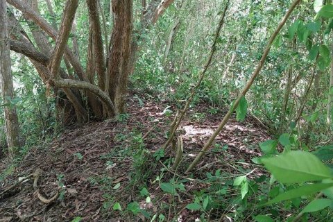 Terrain à Don Sak, Thaïlande 4532 m2 № 162178 - photo 16