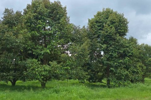 Земельный участок в Пхитсанулоке, Таиланд 1462400м2  № 155965 - фото 21