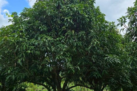 Земельный участок в Пхитсанулоке, Таиланд 1462400м2  № 155965 - фото 10