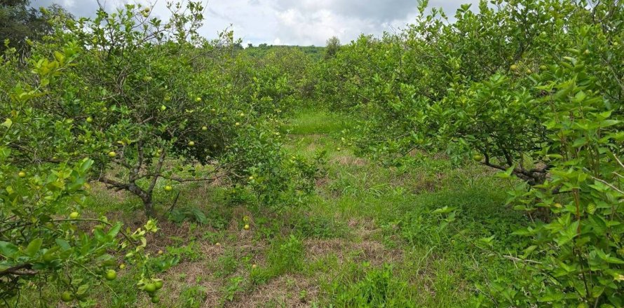 Земельный участок в Пхитсанулоке, Таиланд 1462400м2  № 155965