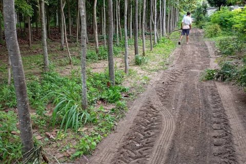 Дом в Накхонратчасиме, Таиланд с 3 спальнями  № 151983 - фото 5