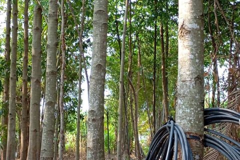 Дом в Накхонратчасиме, Таиланд с 3 спальнями  № 151983 - фото 8